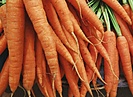 Из Волгоградской области в Казахстан доставили 140 тонн моркови и свеклы